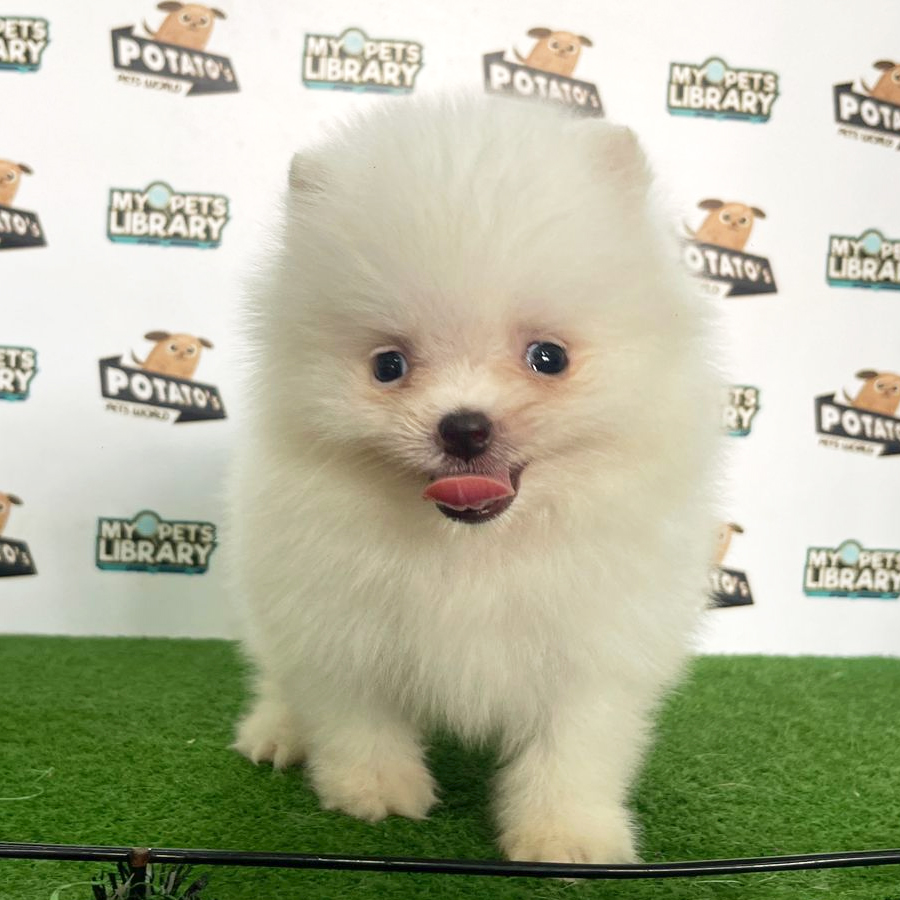 Pomeranian Puppy (Male) For Sale