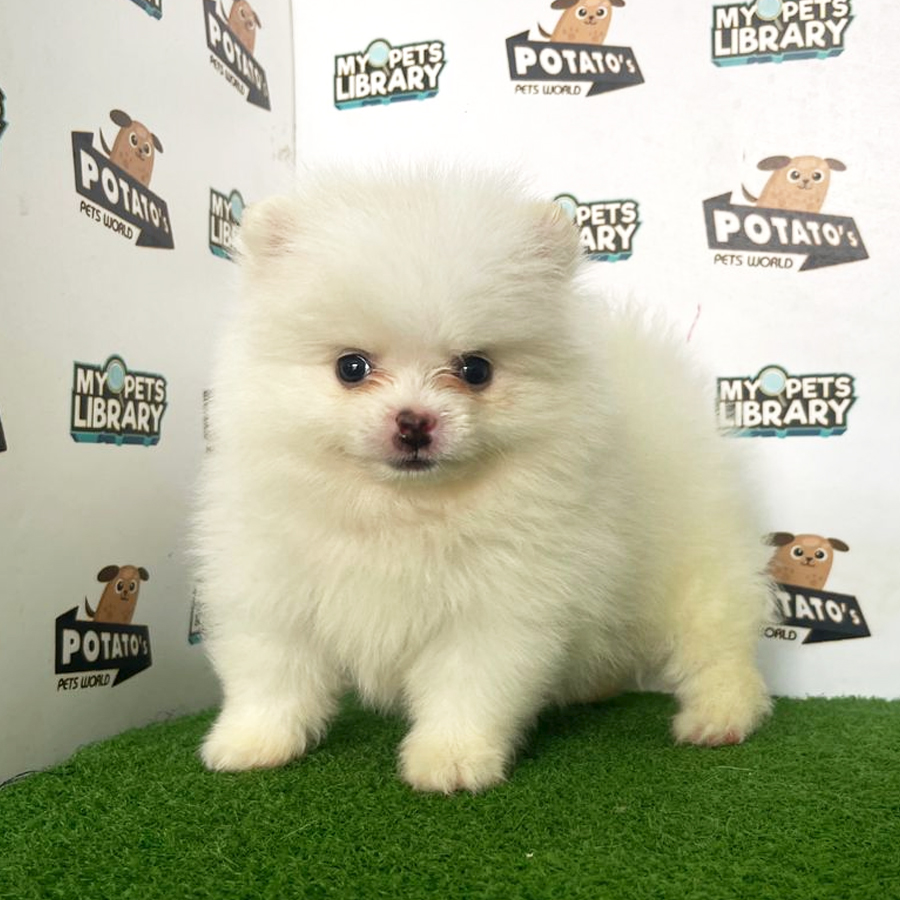 Pomeranian Puppy (Female) For Sale