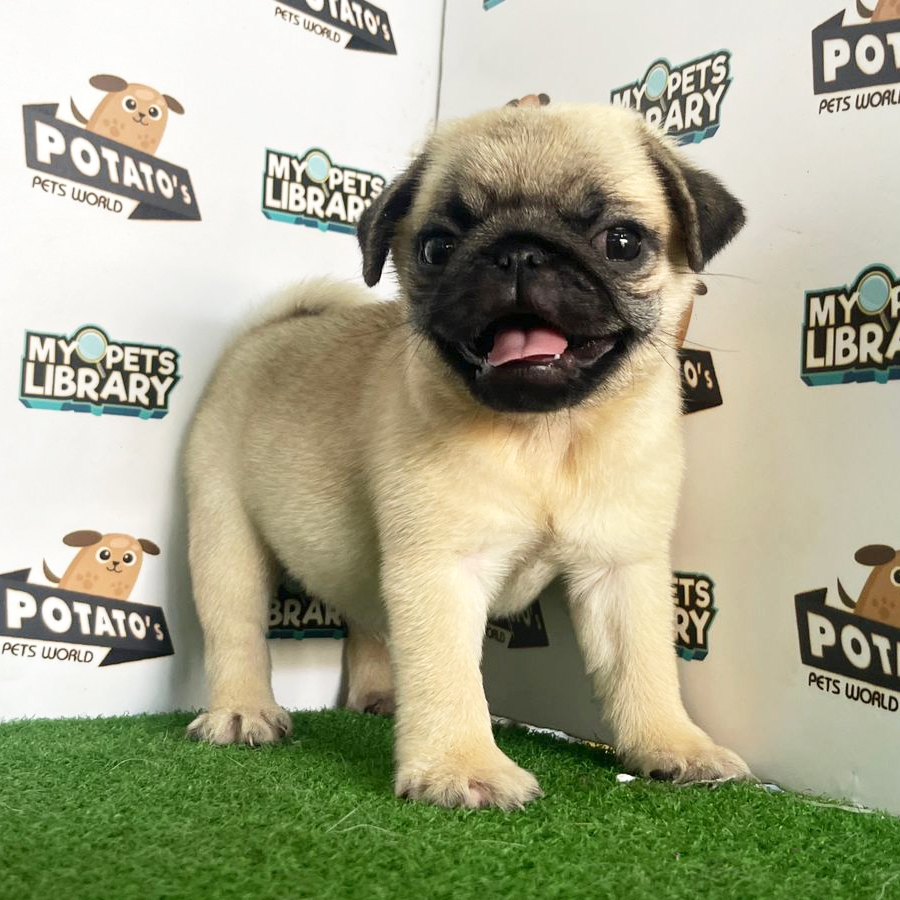 Pug Puppy (Male) For Sale
