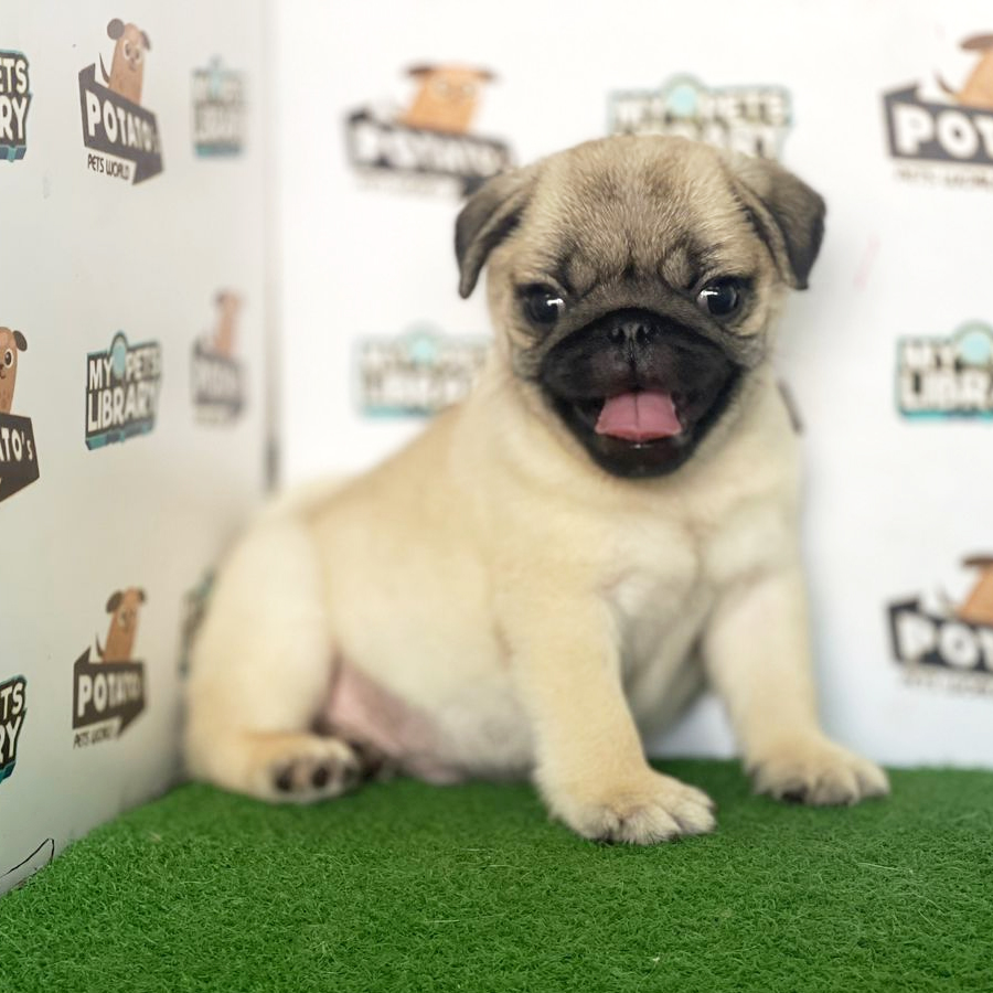 Pug Puppy (Male) For Sale