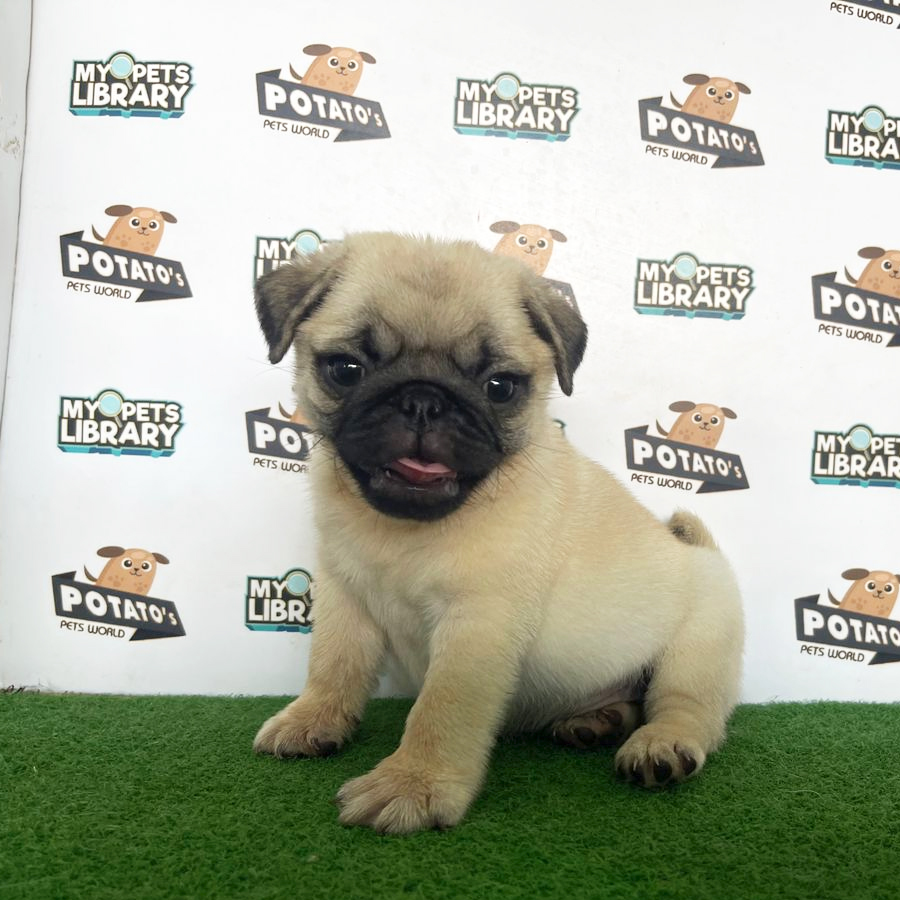 Pug Puppy (Female) For Sale