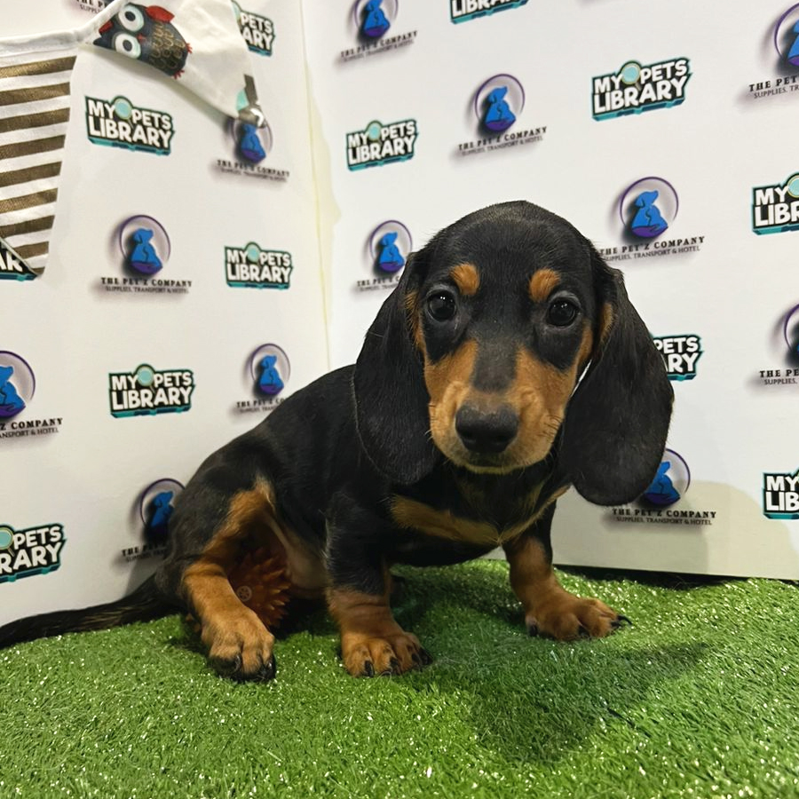 Miniature Dachshund Puppy (Female) For Sale