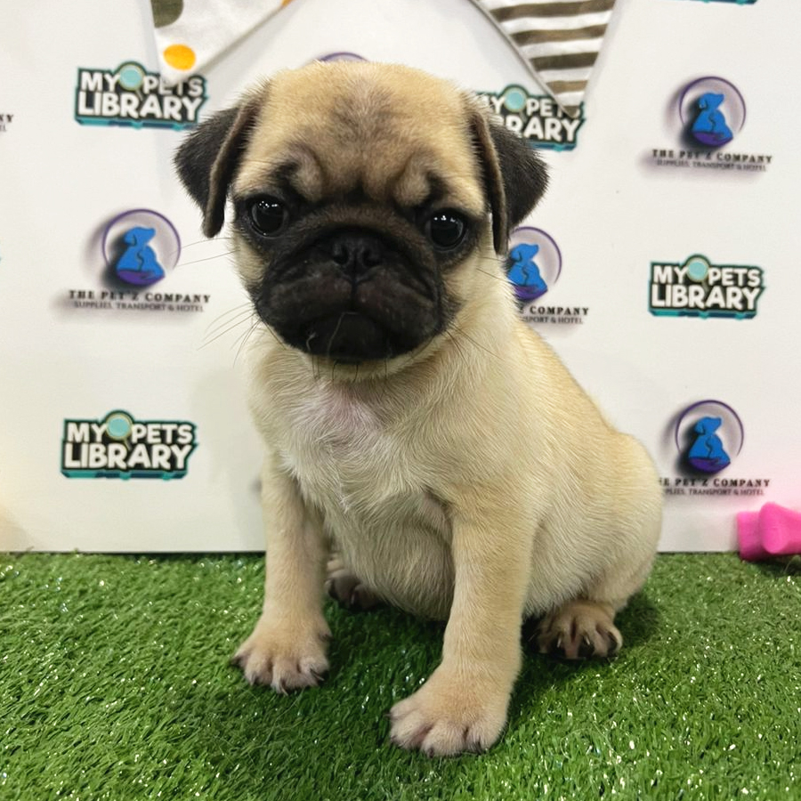 Pug Puppy (Female) For Sale