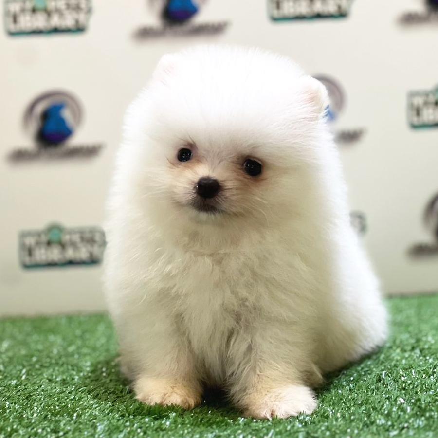 Pomeranian Puppy (Male) For Sale