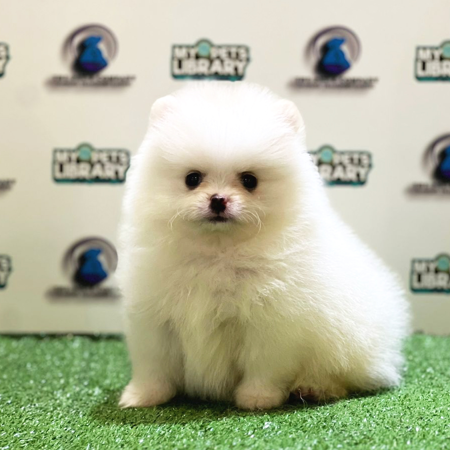 Pomeranian Puppy (Female) For Sale