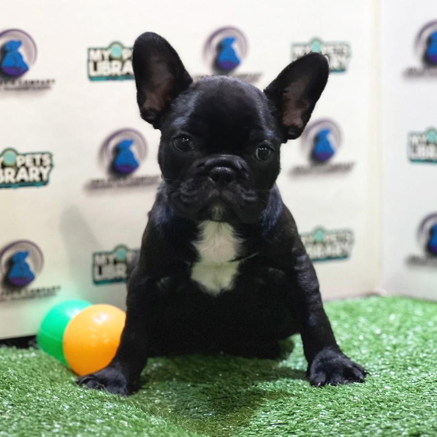 French Bulldog Puppy (Female) For Sale