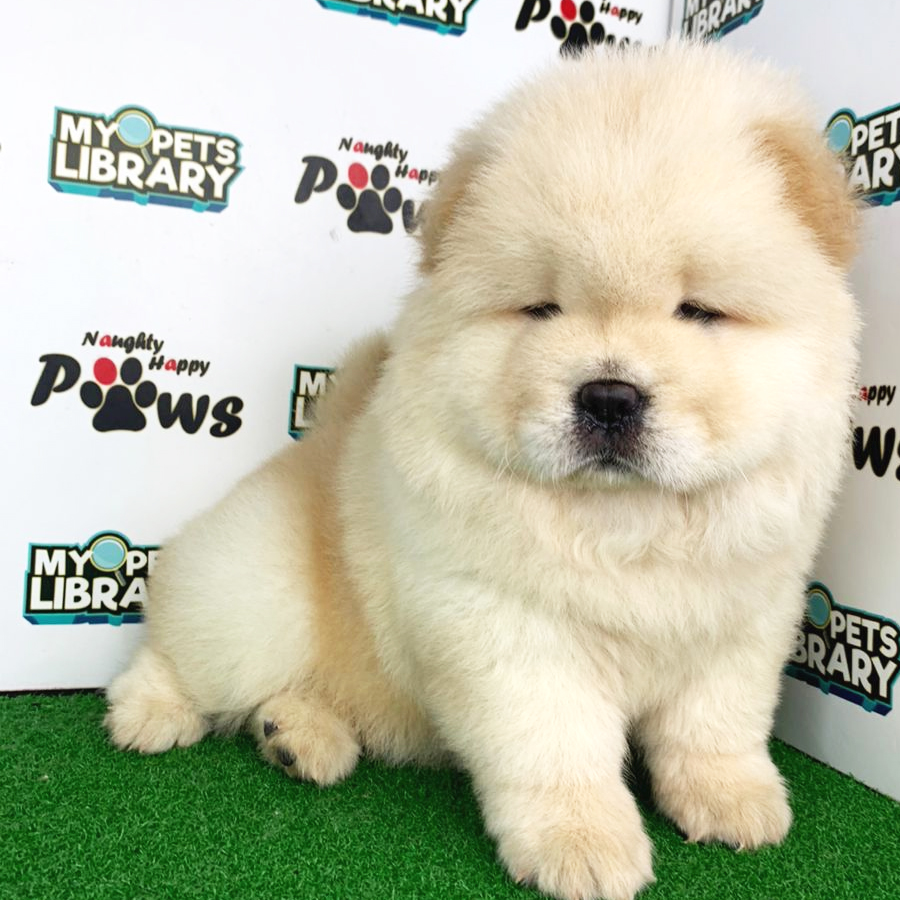 Chow Chow Puppy (Female) For Sale