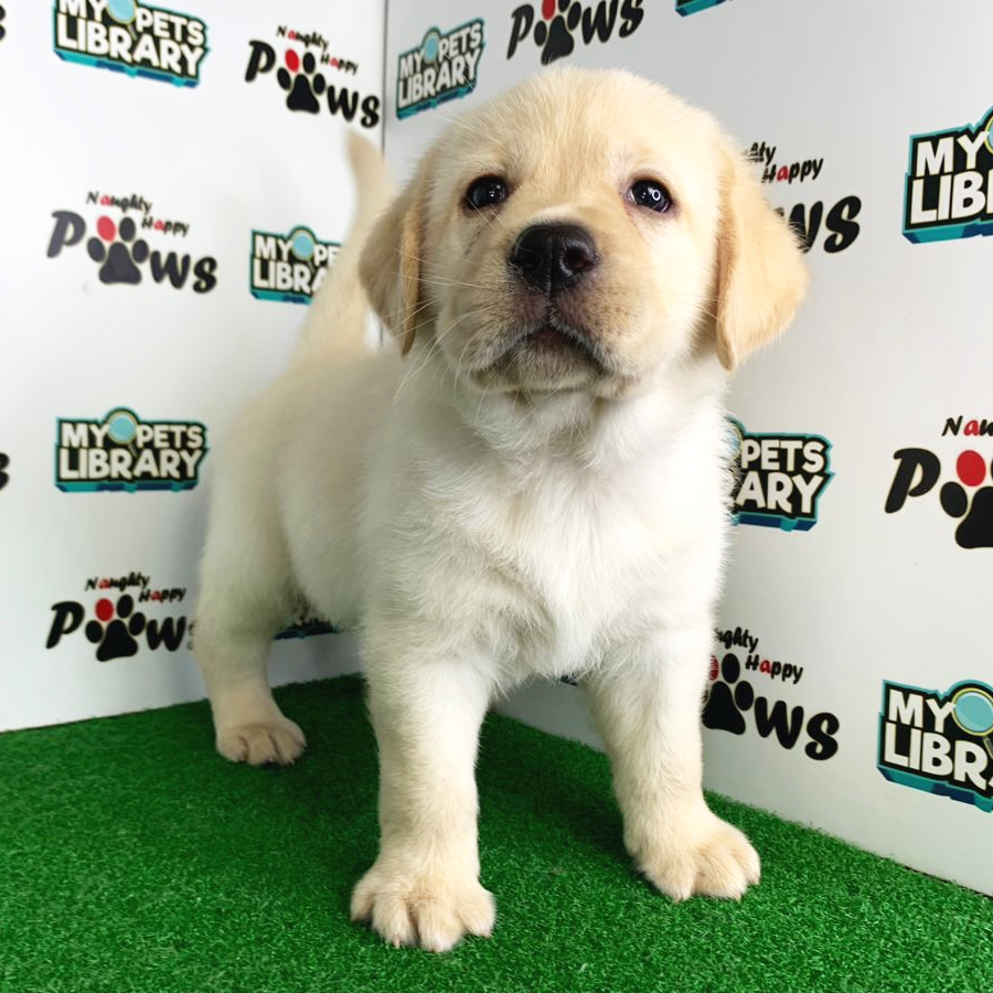 Labrador Retriever Puppy (Male) For Sale