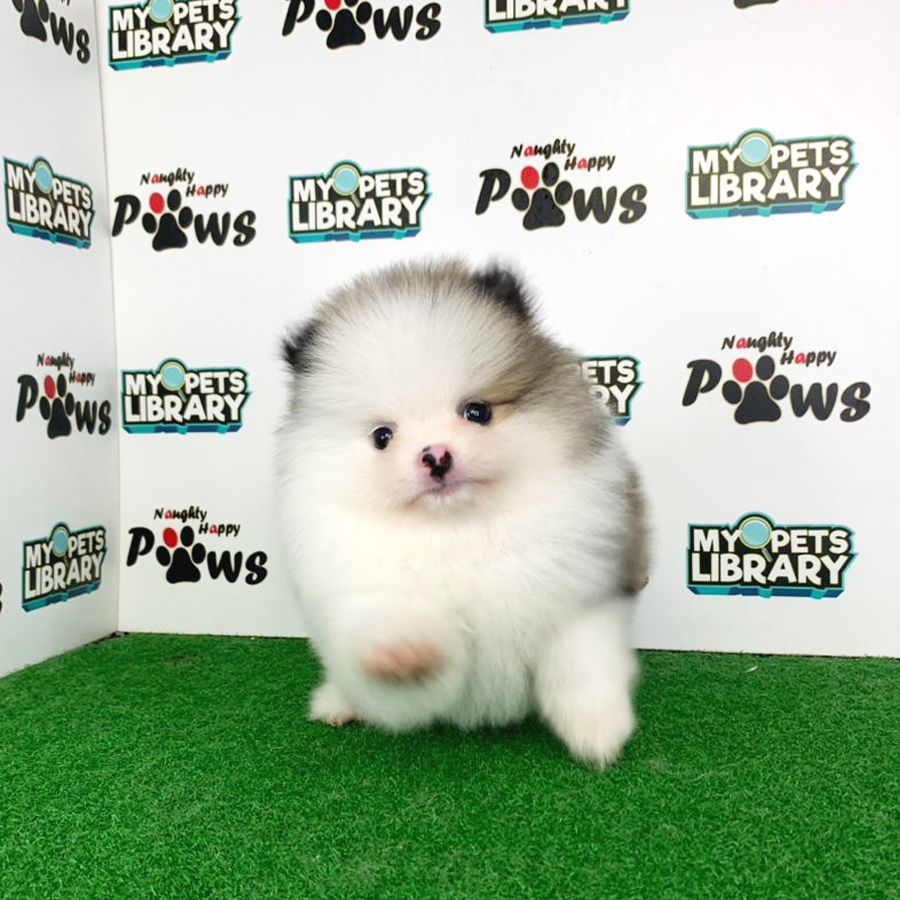 Pomeranian Puppy (Male) For Sale