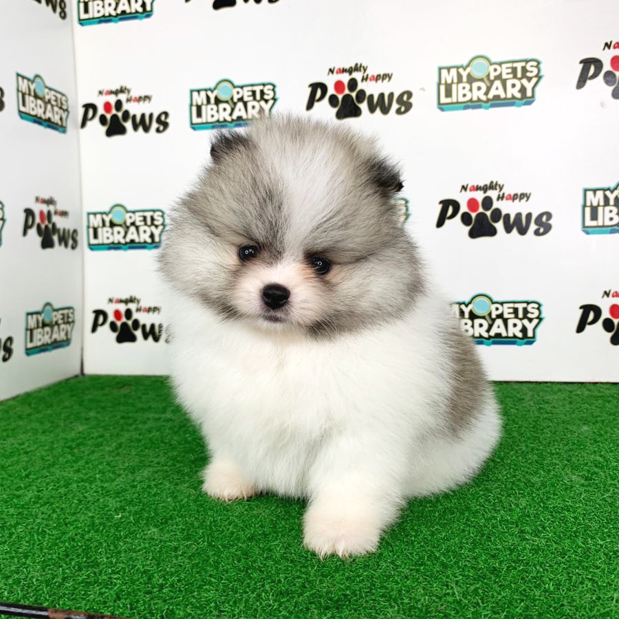 Pomeranian Puppy (Female) For Sale