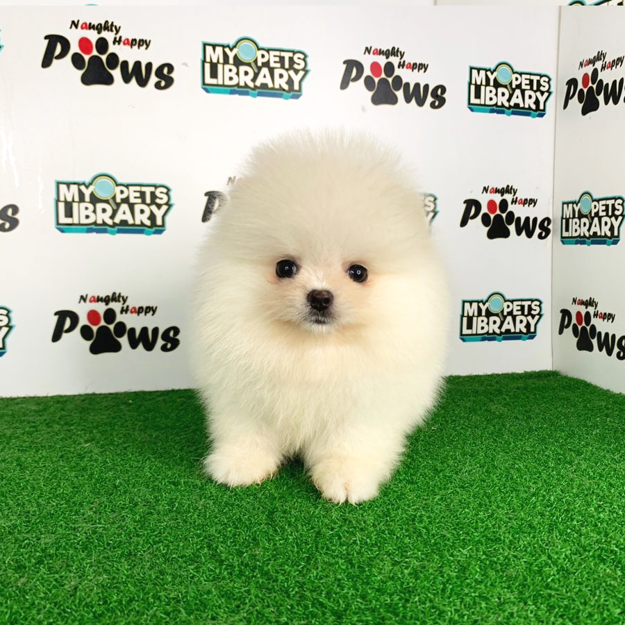 Pomeranian Puppy (Male) For Sale