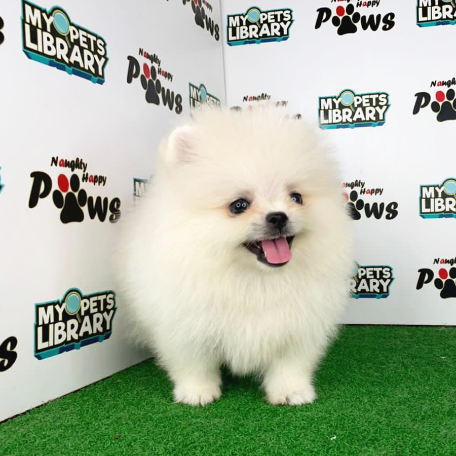 Pomeranian Puppy (Male) For Sale