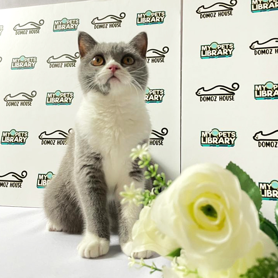 WCF British Shorthair Kitten (Female) For Sale