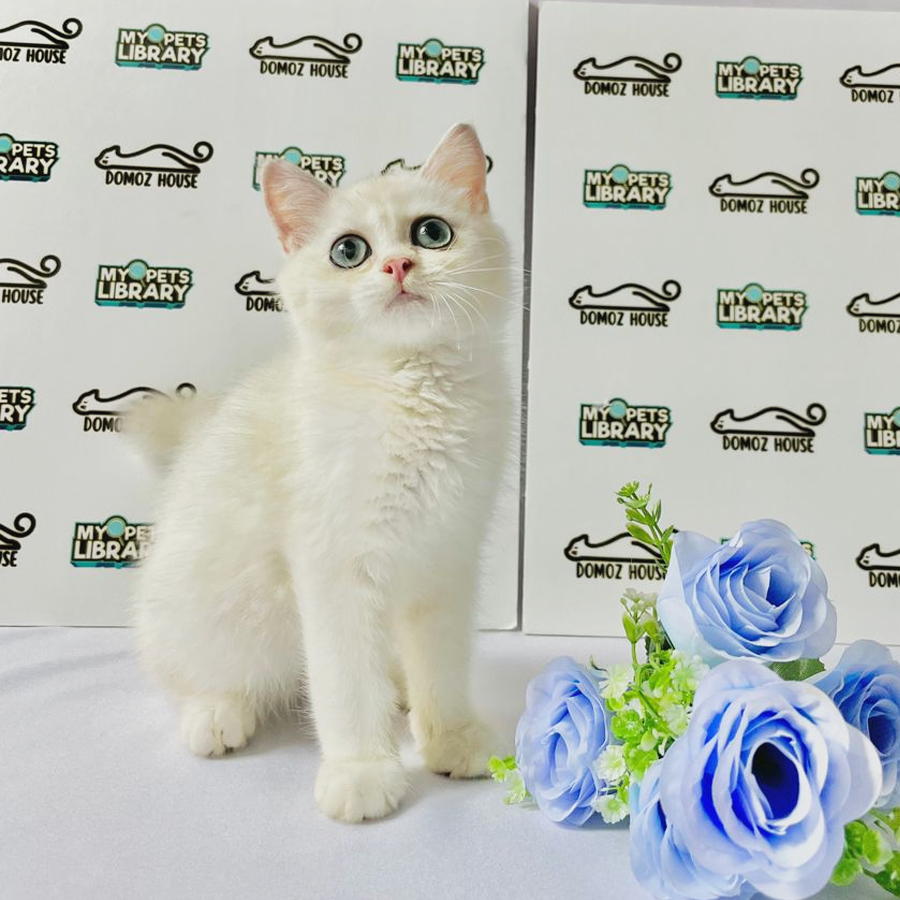 British Shorthair Kitten (Male) For Sale