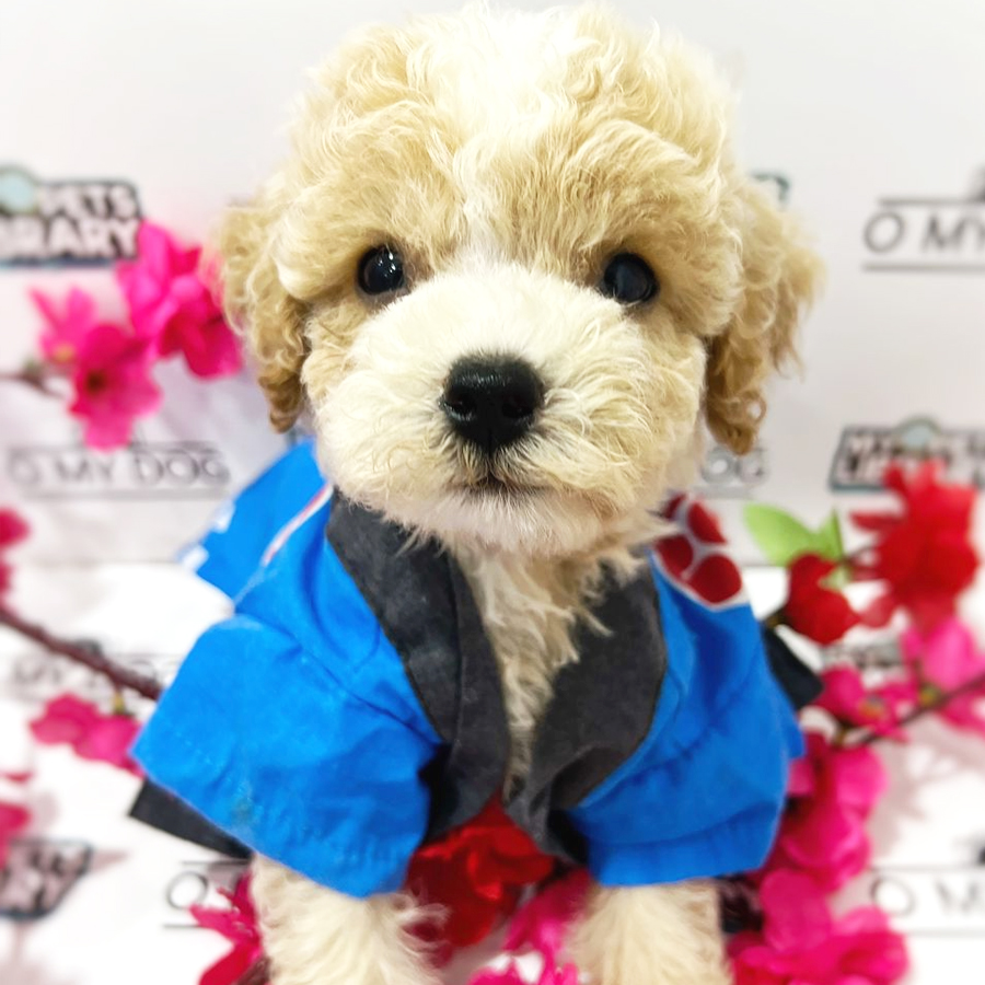 Toy Poodle Puppy (Male) For Sale