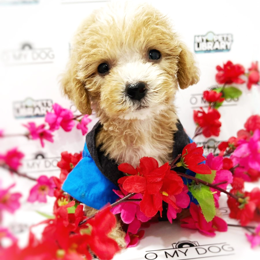 Toy Poodle Puppy (Male) For Sale