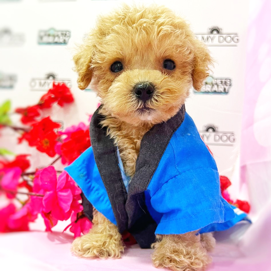 Toy Poodle Puppy (Male) For Sale