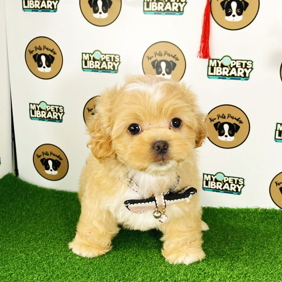 Shihpoo Puppy (Female) For Sale