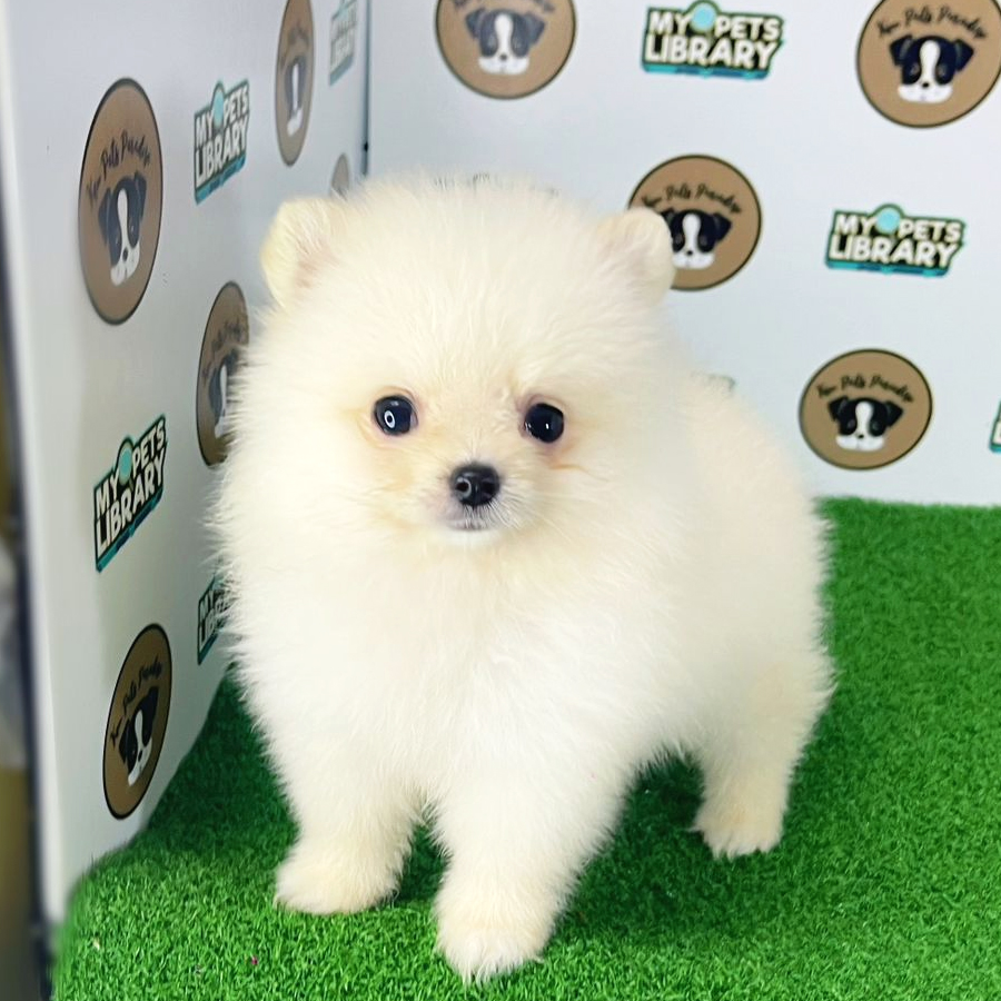 Tiny Pomeranian Puppy (Female) For Sale