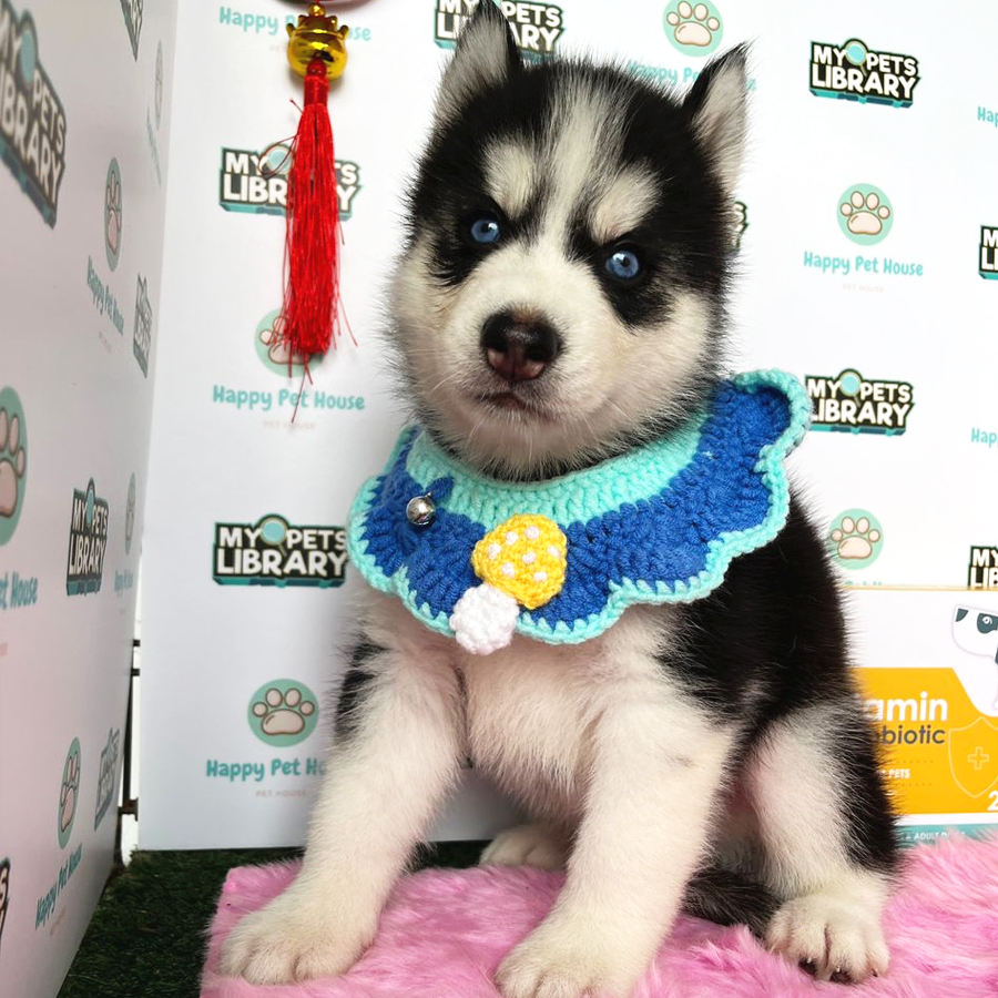 Siberian Husky Puppy (Male) For Sale