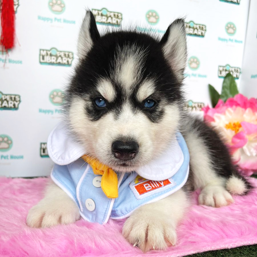 Siberian Husky Puppy (Male) For Sale