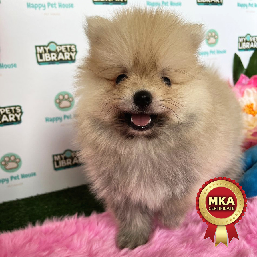 MKA Pomeranian Puppy (Male) For Sale