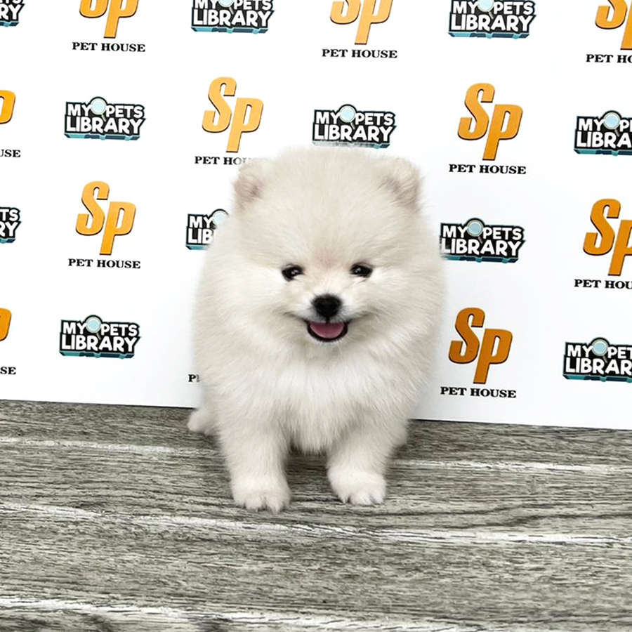 Tiny Pomeranian Puppy (Male) For Sale