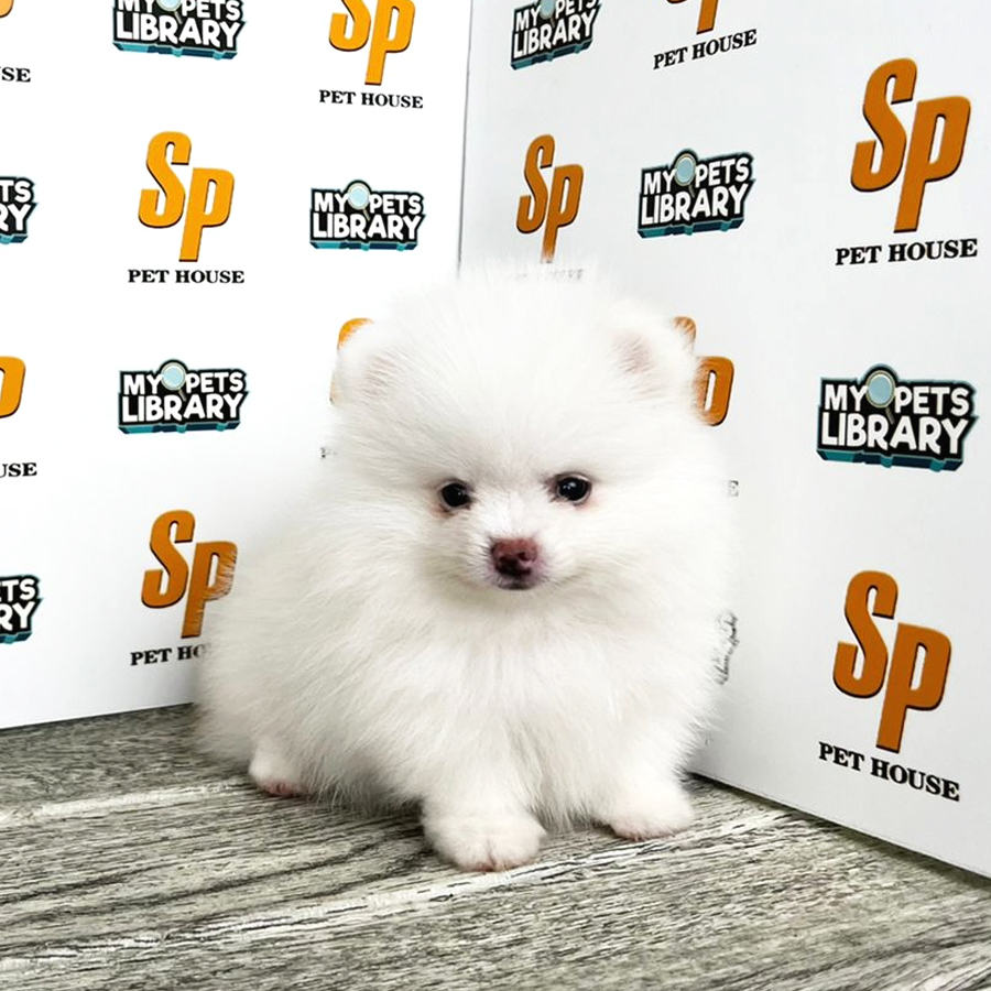 Tiny Pomeranian Puppy (Female) For Sale