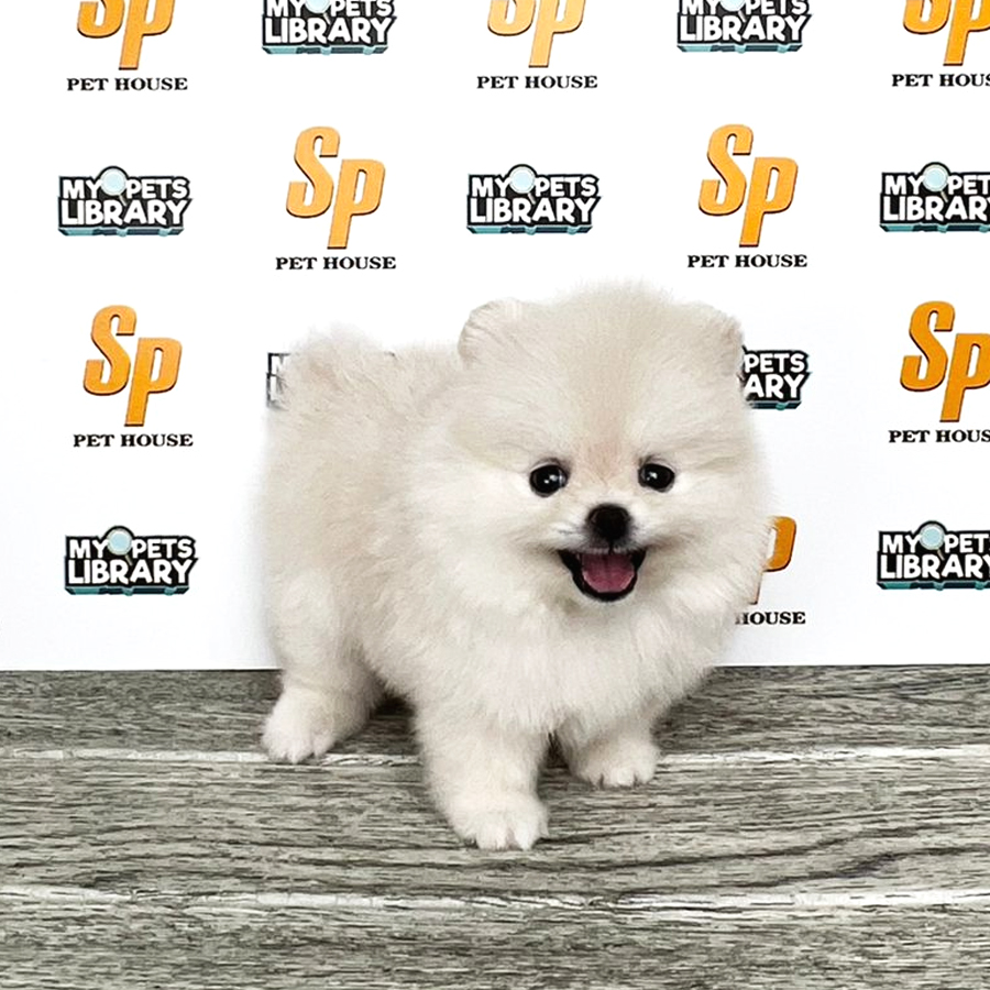 Tiny Pomeranian Puppy (Female) For Sale