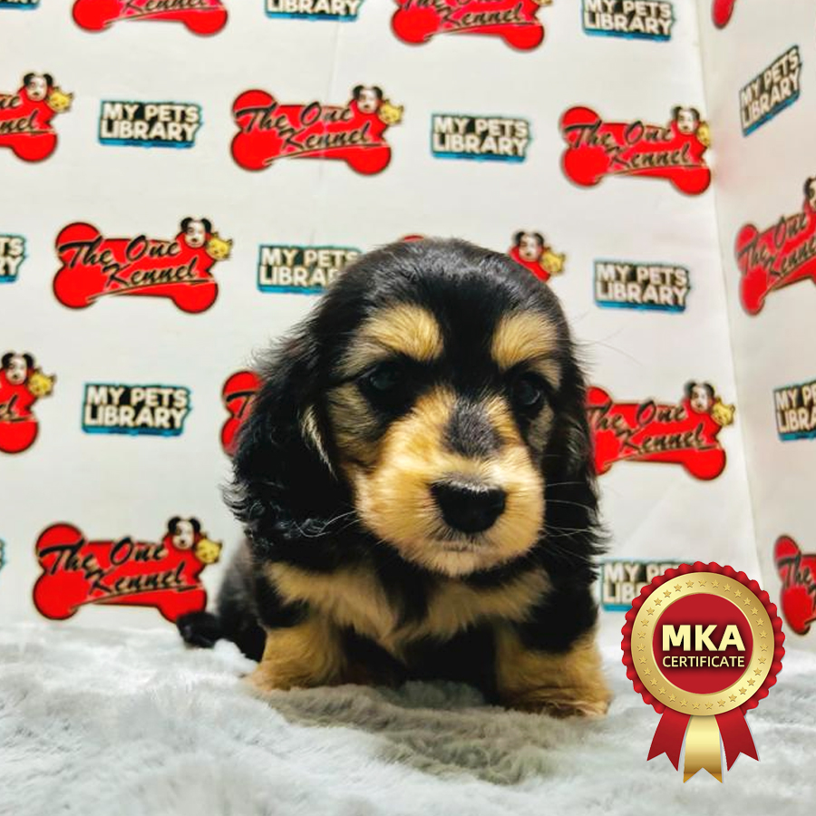 MKA Miniature Dachshund Puppy (Female) For Sale
