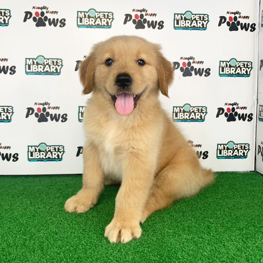 Golden Retriever Puppy (Male) For Sale