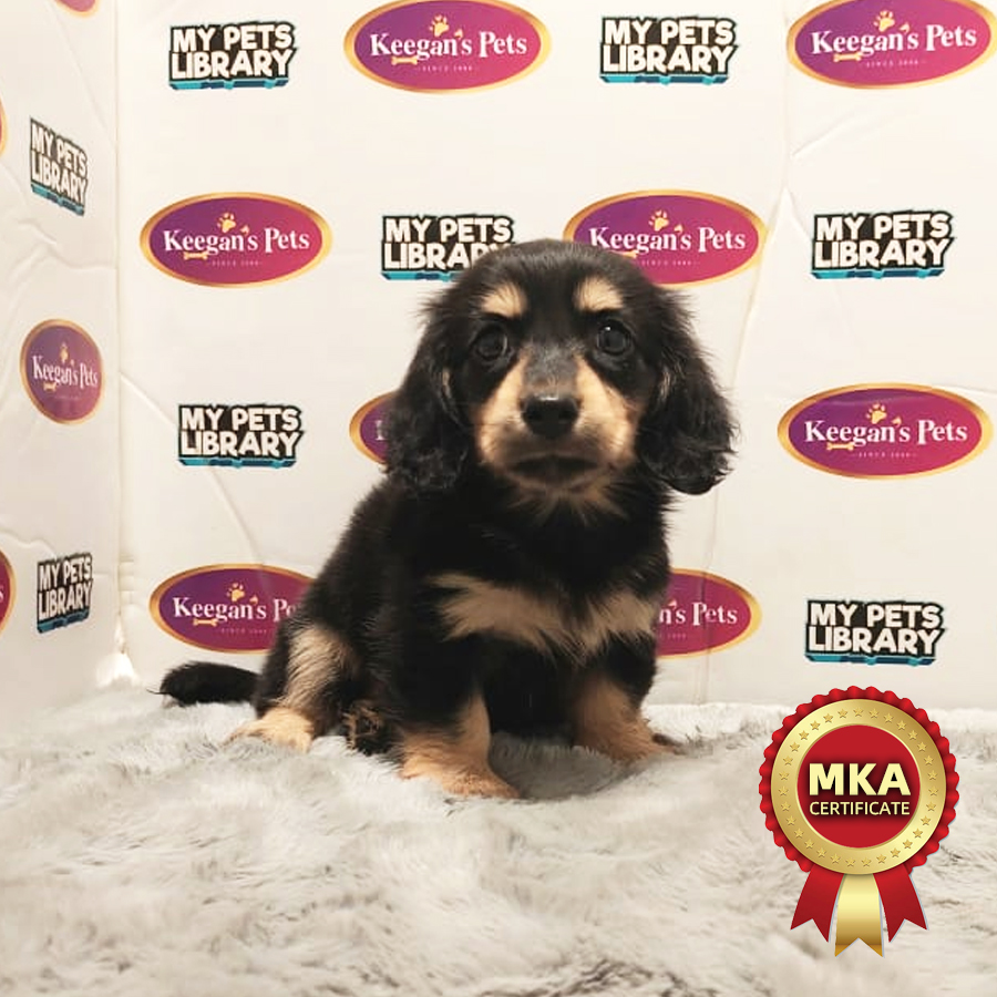 MKA Miniature Dachshund Puppy (Female) For Sale