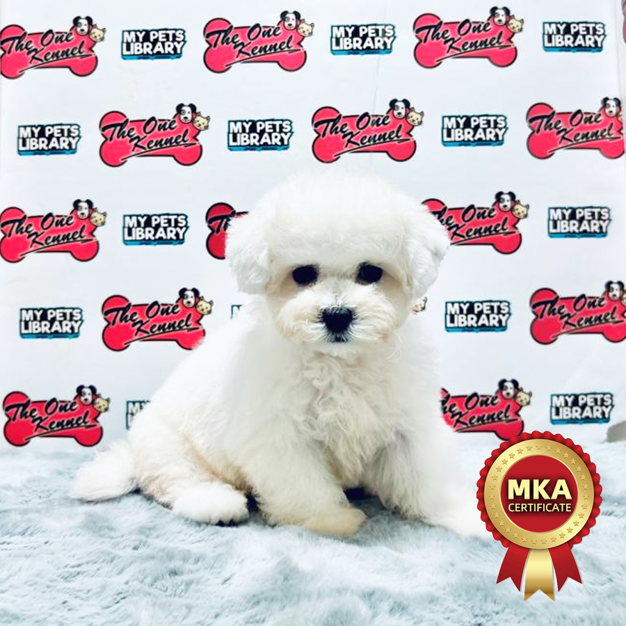 MKA Bichon Frise Puppy (Female) For Sale