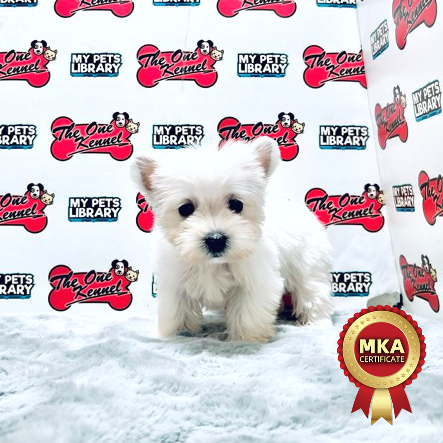 MKA West Highland Terrier Puppy (Female) For Sale