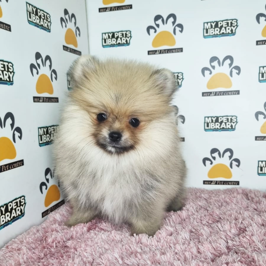 Pomeranian Puppy (Female) For Sale