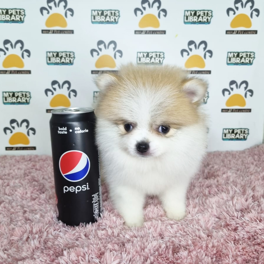 Pomeranian Puppy (Female) For Sale