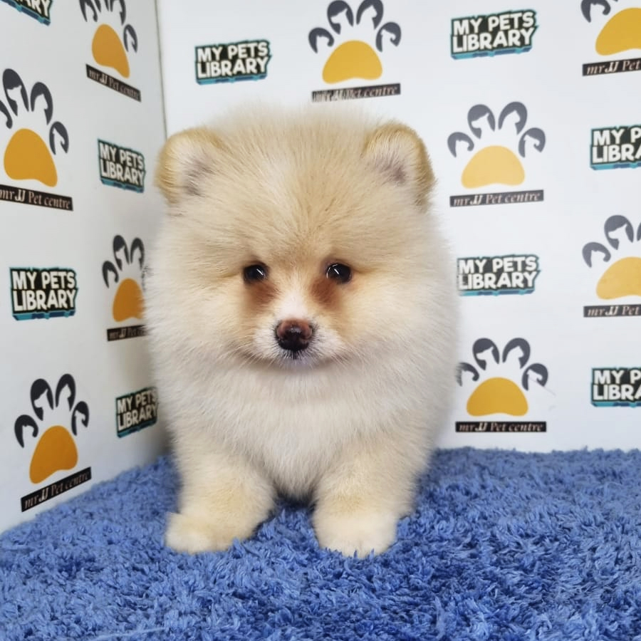 Pomeranian Puppy (Male) For Sale