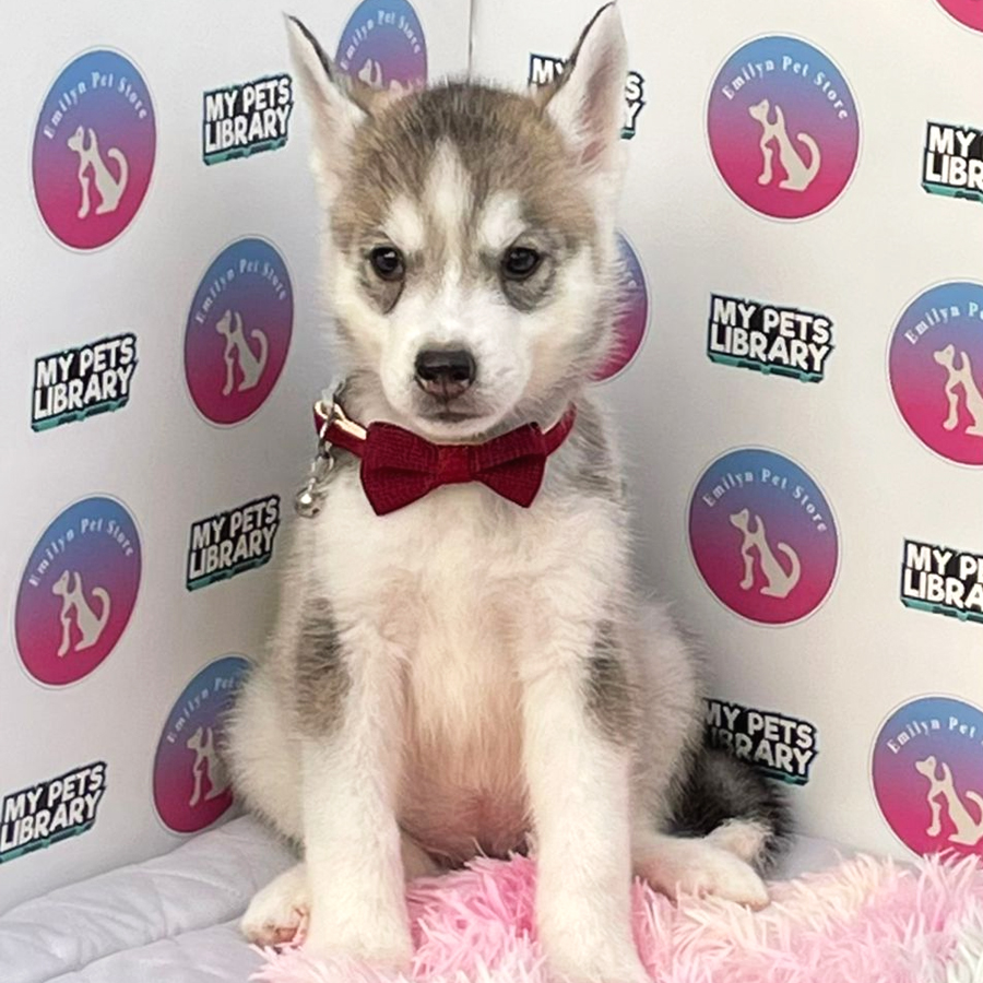 Siberian Husky Puppy (Female) For Sale
