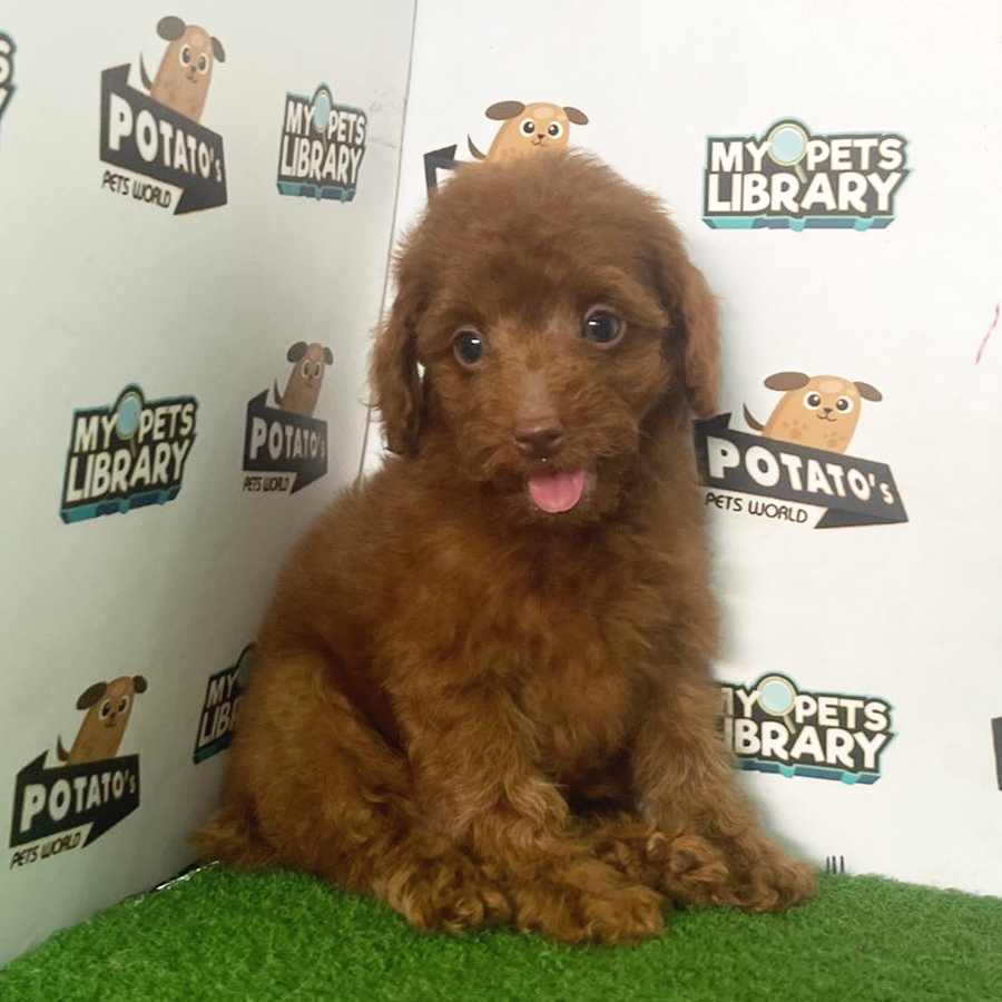 Toy Poodle Puppy (Male) For Sale