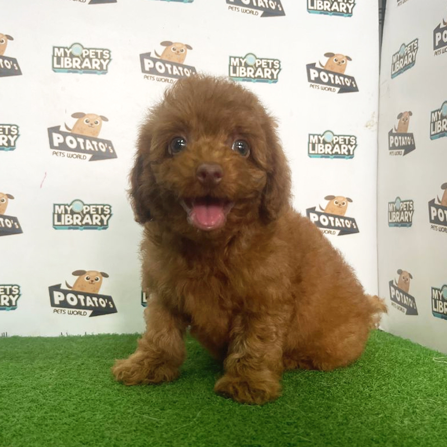 Toy Poodle Puppy (Male) For Sale