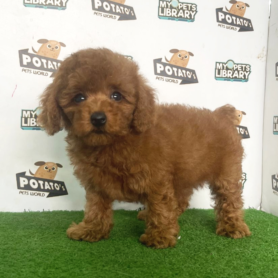 Toy Poodle Puppy (Female) For Sale