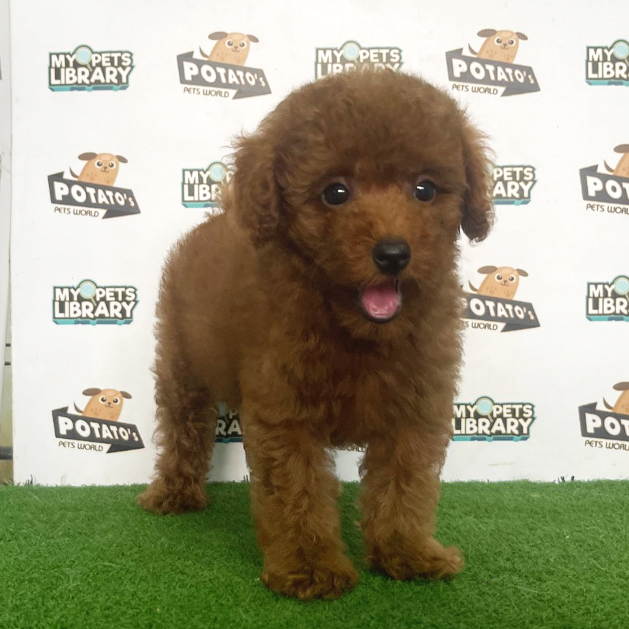Toy Poodle Puppy (Female) For Sale