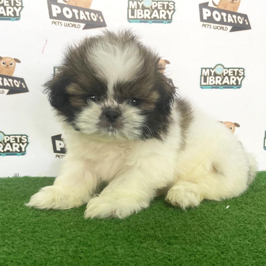Shih Tzu Puppy (Female) For Sale