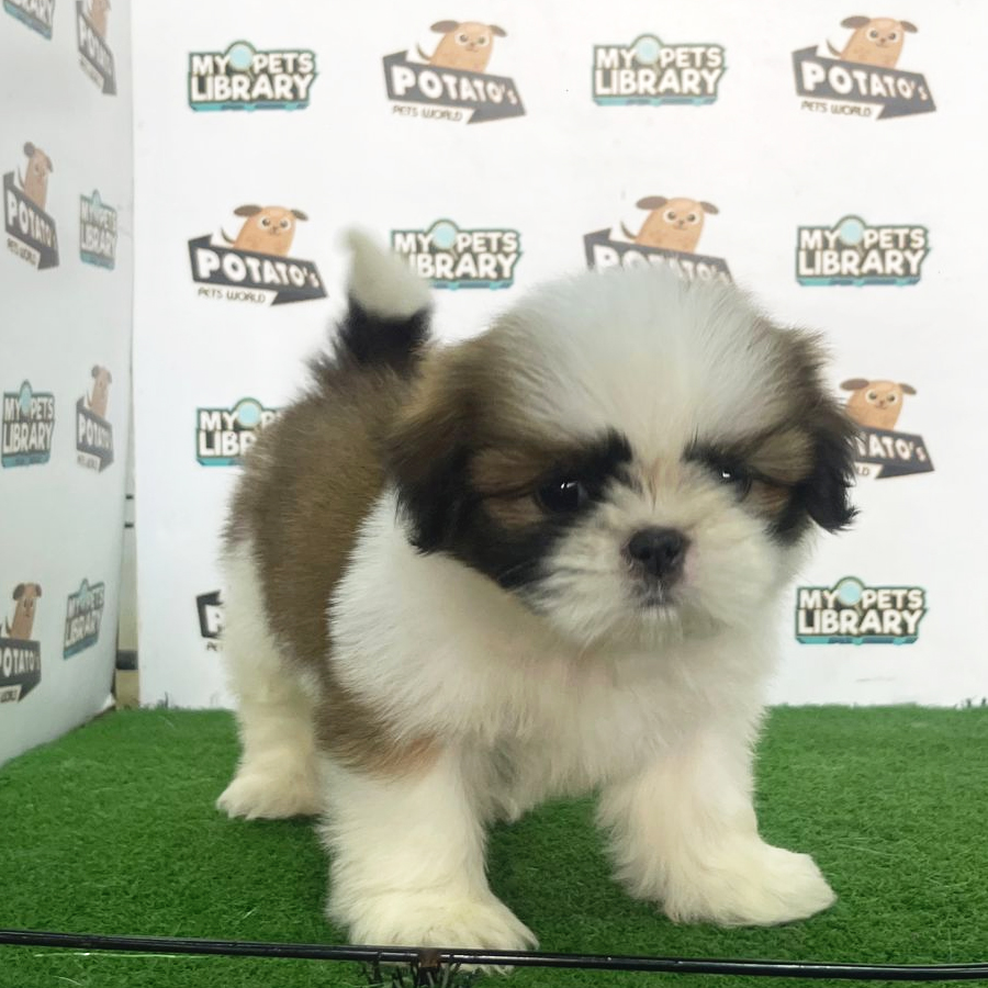 Shih Tzu Puppy (Female) For Sale