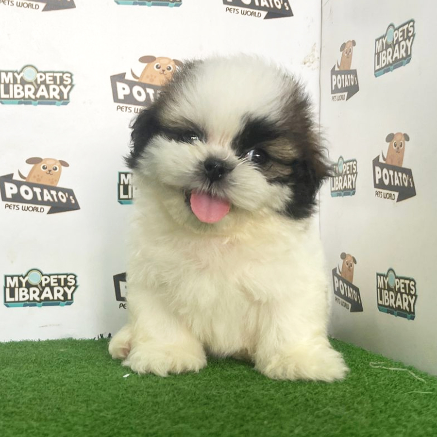 Shih Tzu Puppy (Male) For Sale