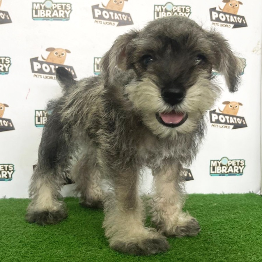 Schnazuer Puppy (Female) For Sale