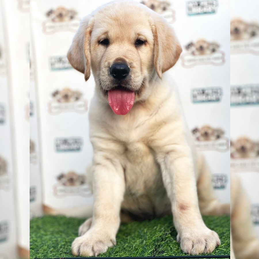Labrador Retriever Puppy (Female) For Sale