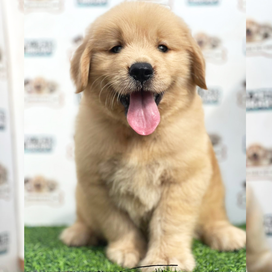 Golden Retriever Puppy (Male) For Sale