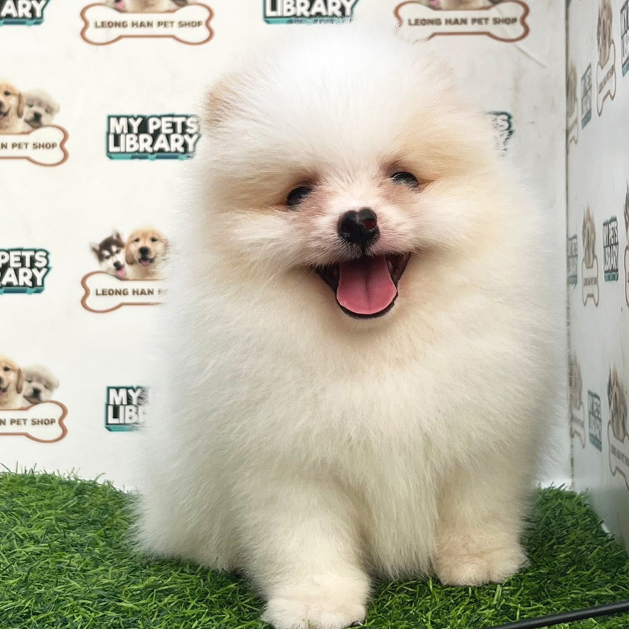 Pomeranian Puppy (Male) For Sale