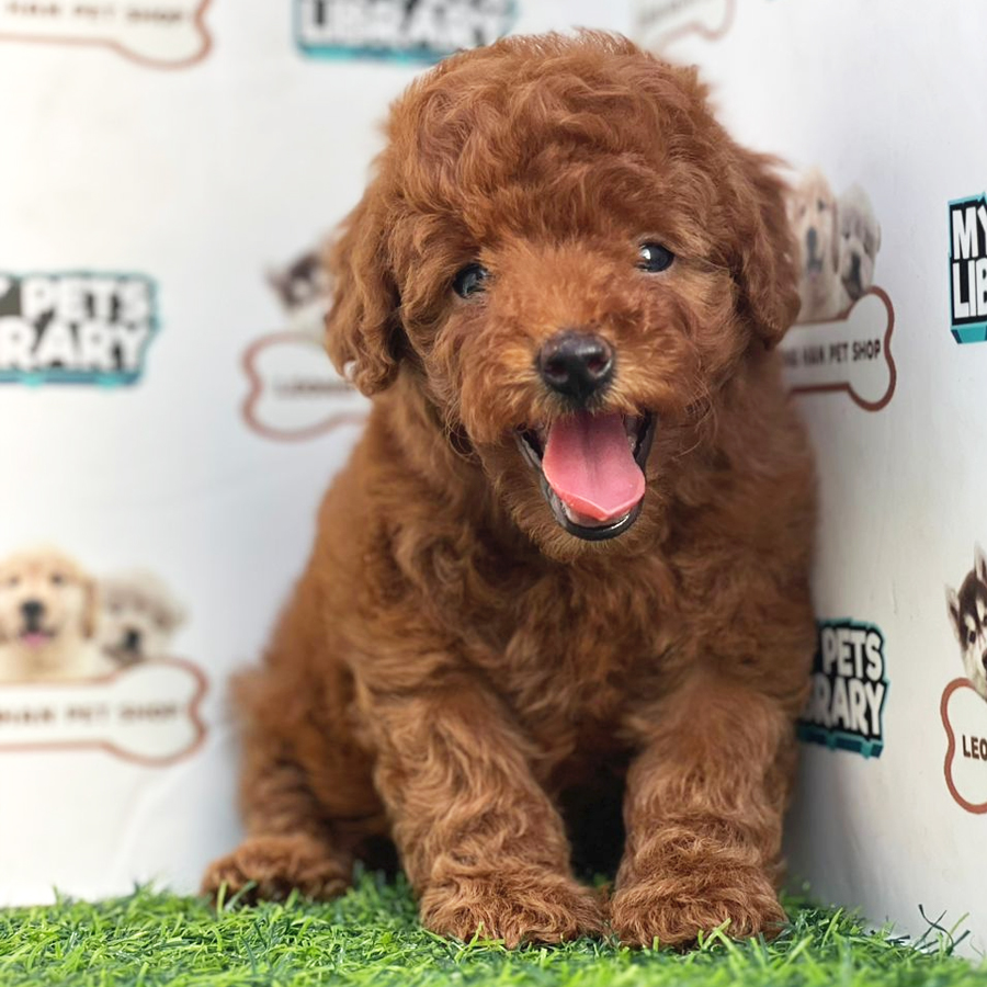 Toy Poodle Puppy (Female) For Sale